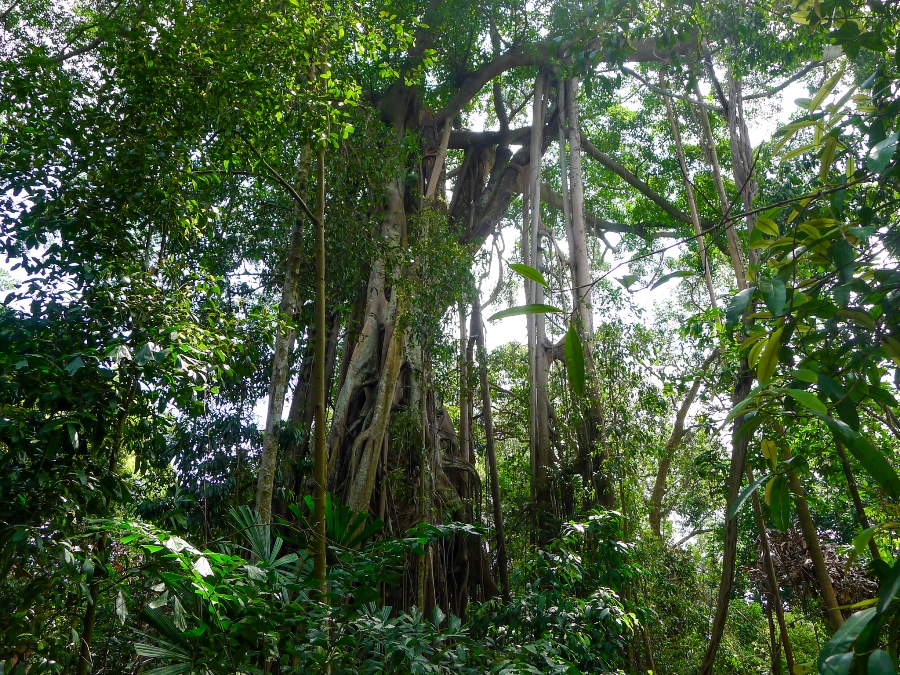 Singapurskie Ogrody Botaniczne - las