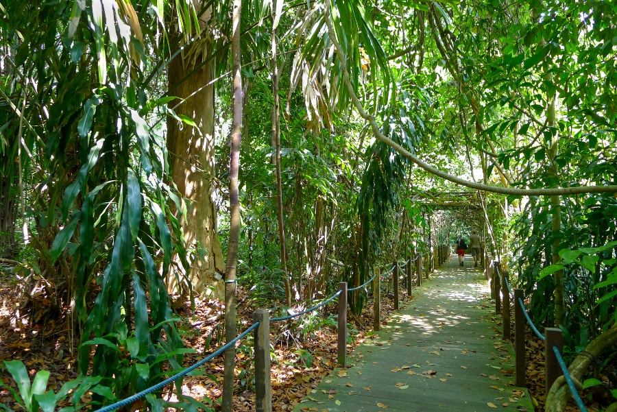 Parki w Singapurze - Singapurskie Ogrody Botaniczne - las tropikalny