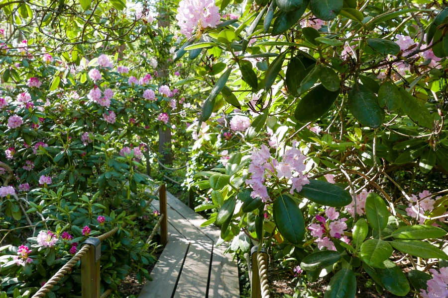 Park rododendronów w Helsinkach